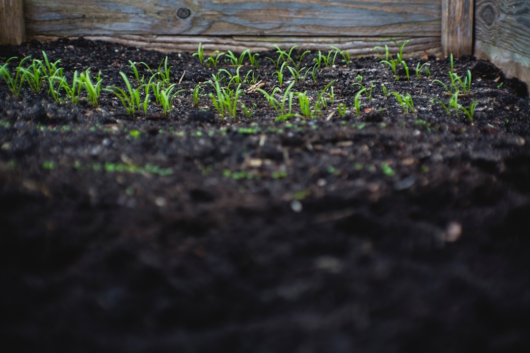 Photo plants, garden